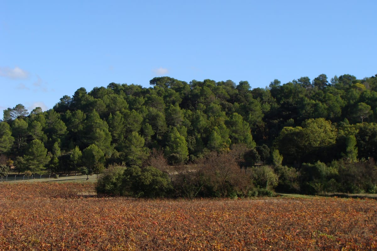 Environnement de Saint-Gély-du-Fesc
